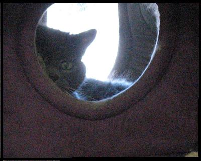 A Feline Guest