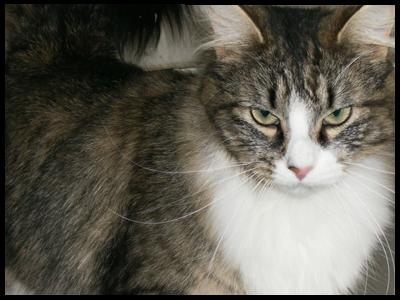 A Feline Guest