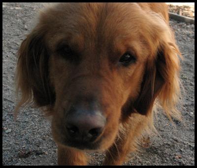 A Canine Guest