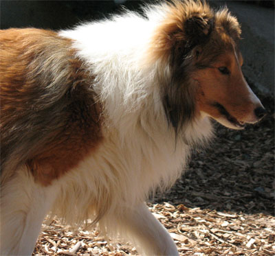 A Canine Guest