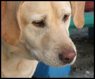 A Canine Guest