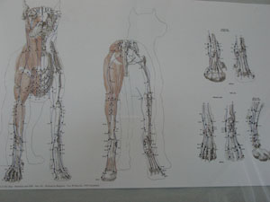 Acupuncture