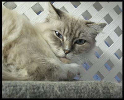 A Feline Guest