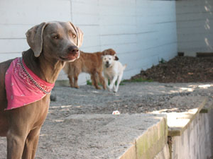 A Playgroup During Daycare