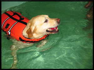 A Guest Swimming