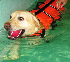 A Dog Enjoying Pool Therapy